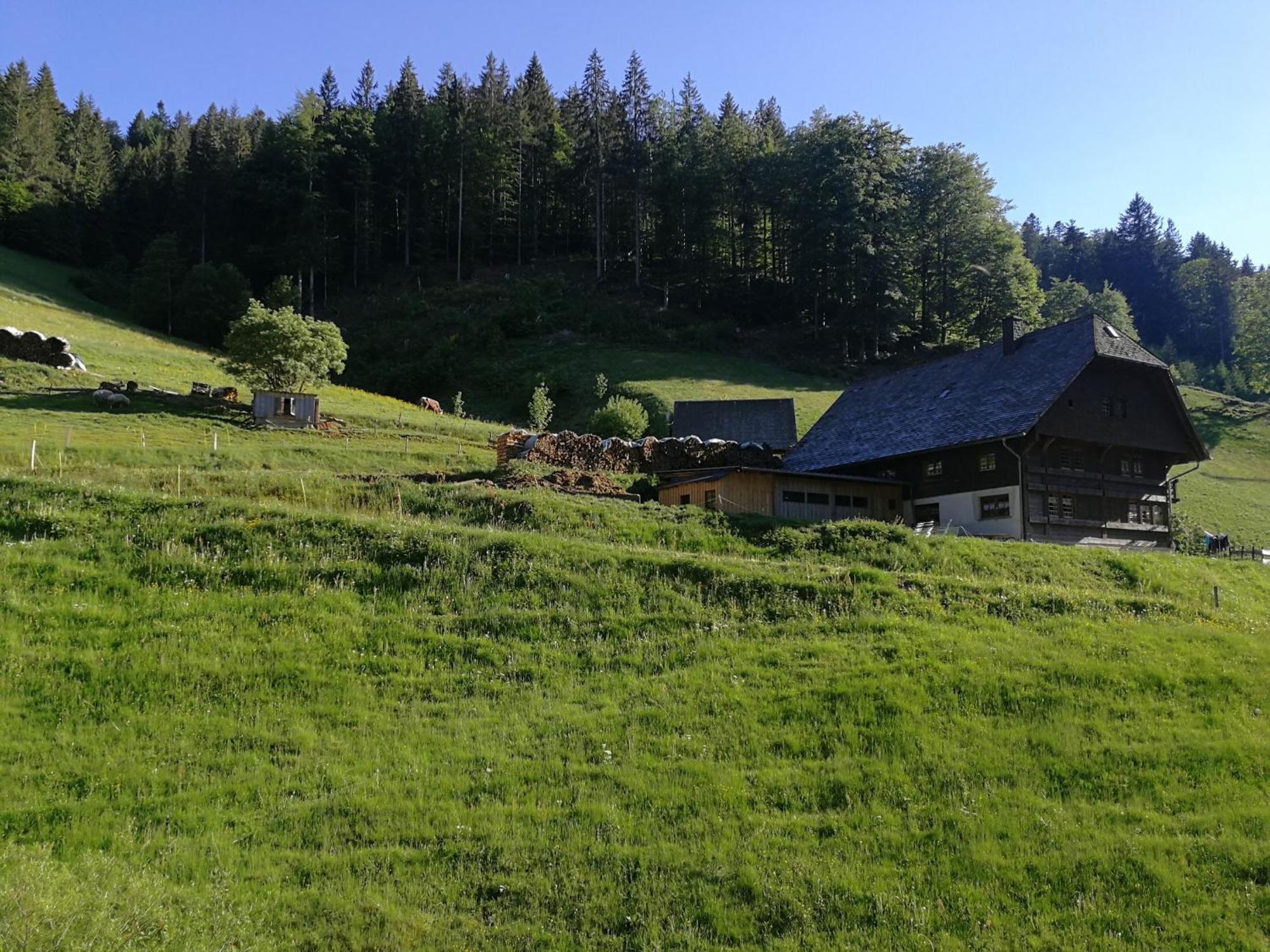 Ferienwohnung Glashütte Sankt Märgen Exterior foto